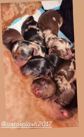 Miniature daxipoo