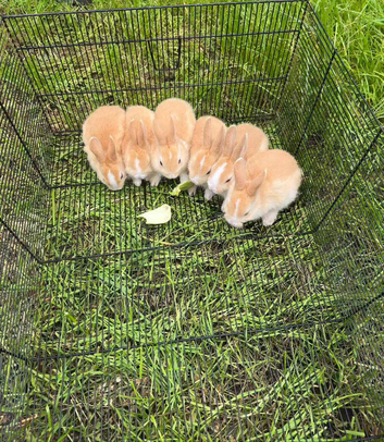 Cute and friendly bunnies