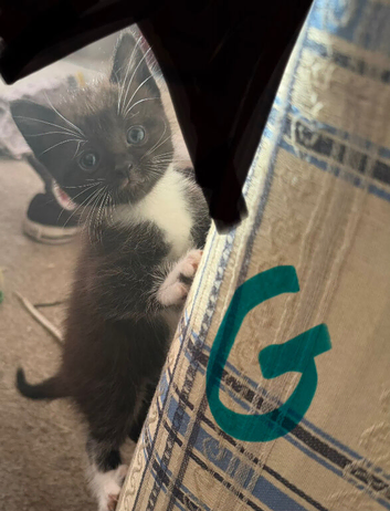 Kittens