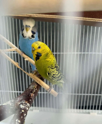 Pair friendly Budgerigars