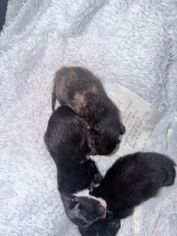 Kittens