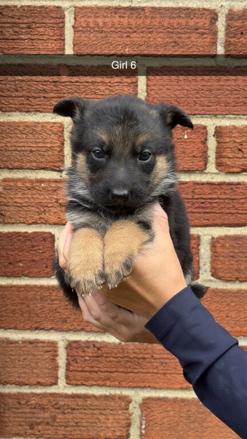 Short haired german shepherds