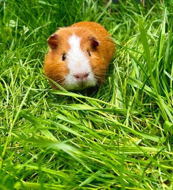 10 months old boar Guinea Pig.