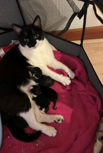 Gorgeous Litter of Black & Black-and-White Kittens Looking for Forever Homes!