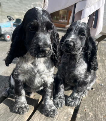 Stunning show type cocker spaniel girl puppy