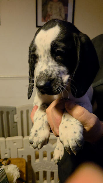 5 beautiful springer x harrier hound puppies 3 boys 2 girls