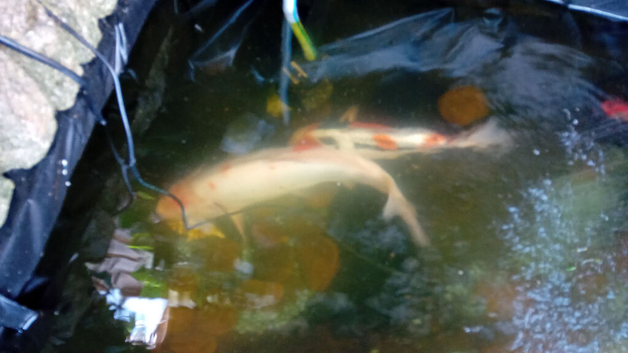 Koi carp x2