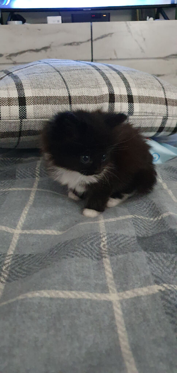Kittens for sale