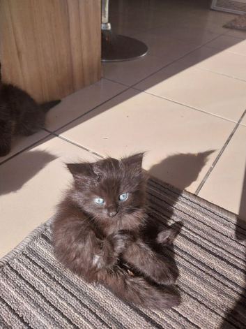 4 beautiful kittens looking forever homes