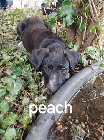 2 female lurcher pups ready on 21st august