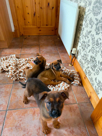 Boxweiler puppies