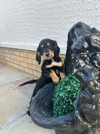Rainbow litter