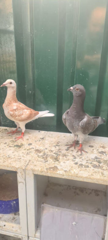 Young pigeon