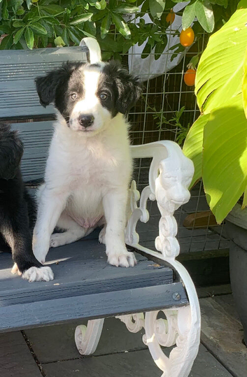 Amazing Collie x Lurcher Puppy