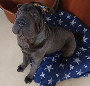 Female sharpei