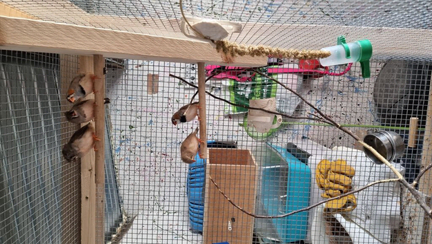 Zebra finches