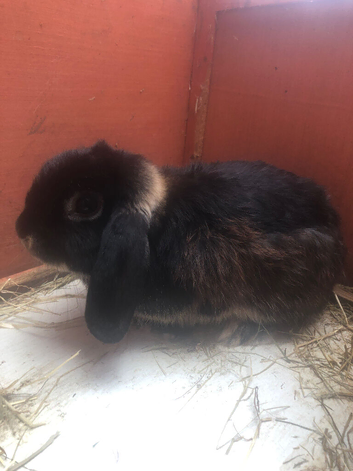 Two Very tame rabbits &pound;70 for the two