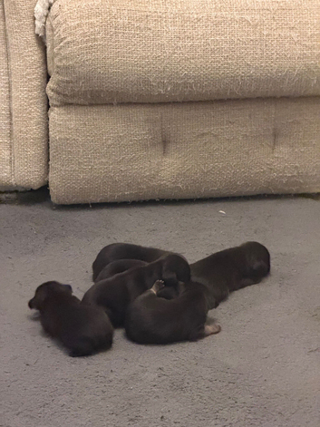 Chihuahua x Pug Puppies For Sale