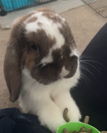 Milo