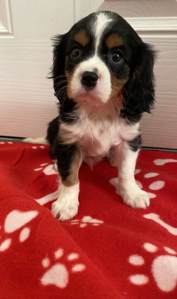 Kc cavalier puppy&rsquo;s available ️️️️️