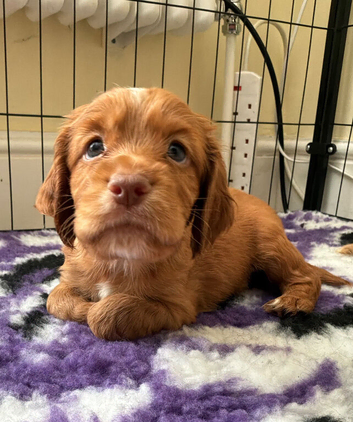 Working Cocker Spaniel Puppies &ndash; 2 Boys From litter of 6 Available