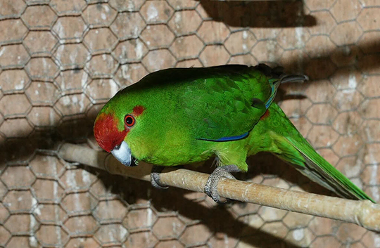 Baby kakarikis for sale