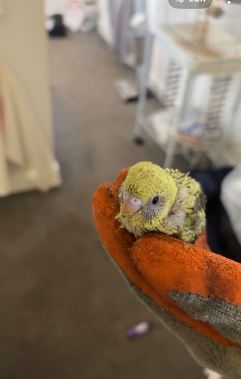 Black wing baby budgies