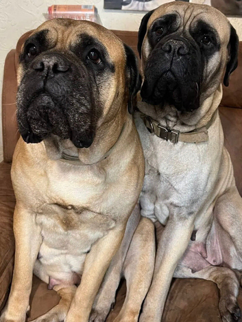 KC Bullmastiff puppies