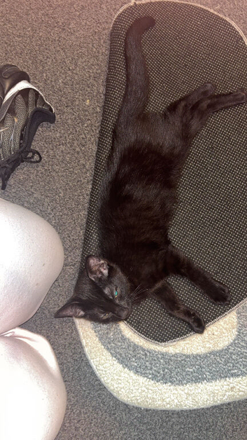 Black male kitten