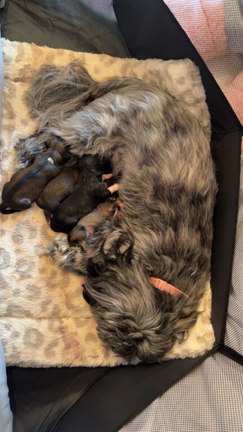 Lhasa Apso puppies for sale