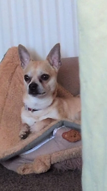 Male chihuahua for sale