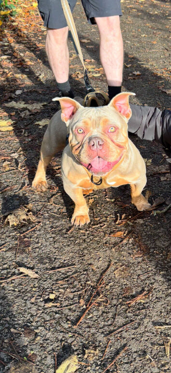 Stud pocket bully