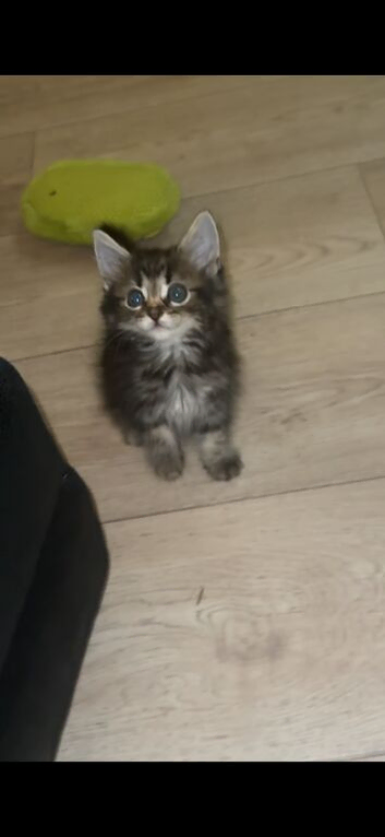 Part Maine coon/ part bengal cats