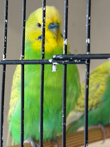 Budgies