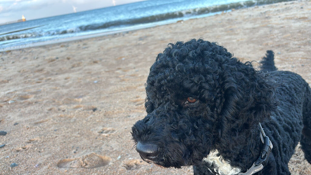 2 year old black labradoodle