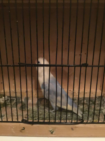 BARGAIN,30 x Opaline Fischer lovebirds