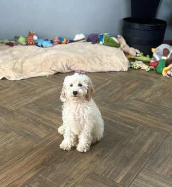 Bobby is looking for a loving family family