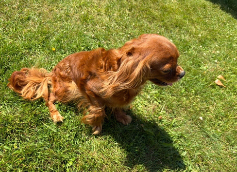 Kc health tested cavalier