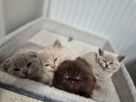 Scottish fold kittens