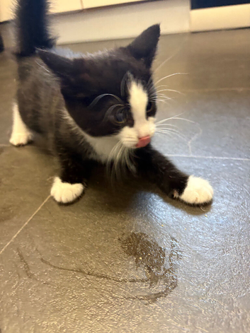 Female kitten