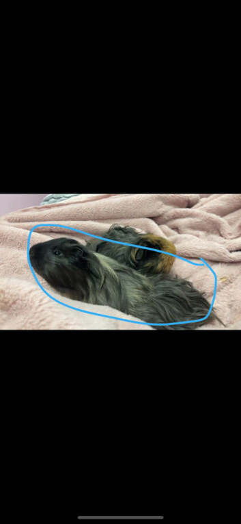 Male guinea pig