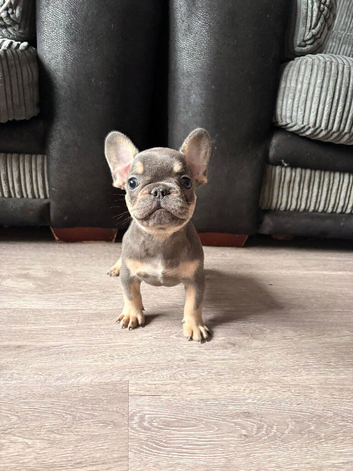 Beautiful French bulldog pups
