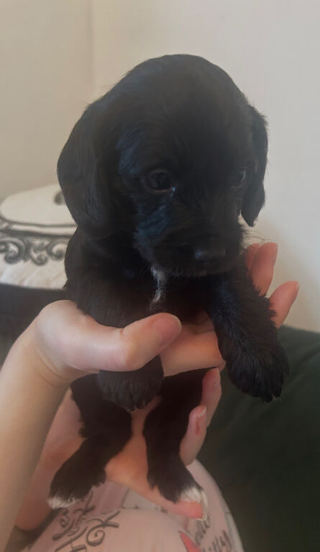 Chi-poo girl