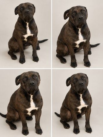 3 Year Old - Cane Corso x American Bully