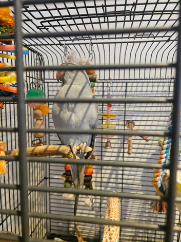Indian ringneck