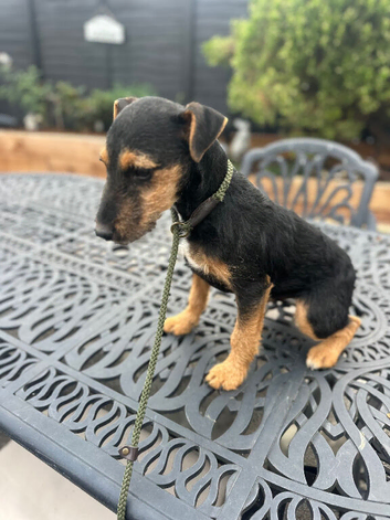 Lakeland terrier pup