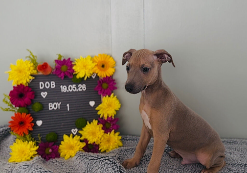 Beautiful Italian greyhounds