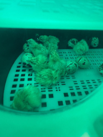 ** WHITE JUMBO QUAIL CHICKS FOR SALE **