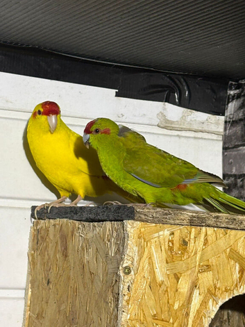 Variety of birds in need of a new home