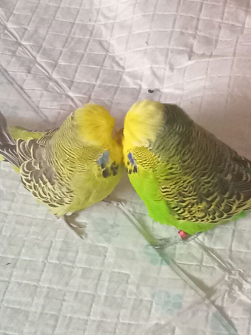 Budgies x3